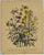 Vesicaria Grandiflora: Loudon