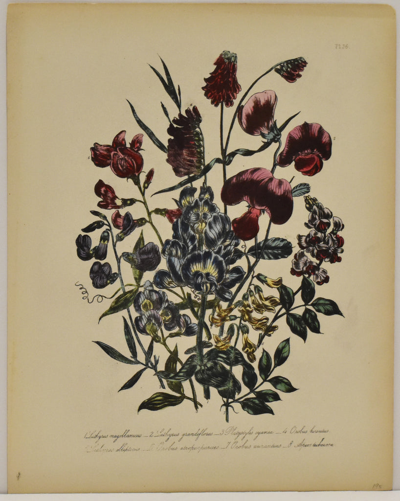 Lathysus Magellancius: Loudon c. 1839