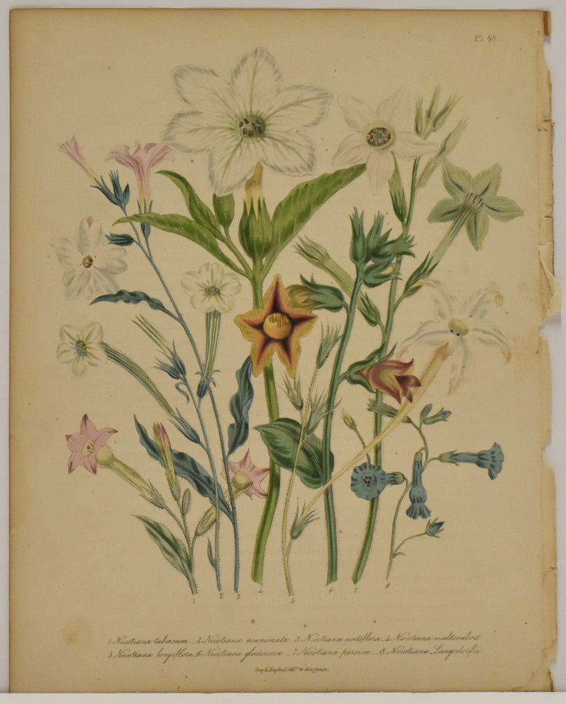 Nicotiana Tobacum: Loudon c. 1839