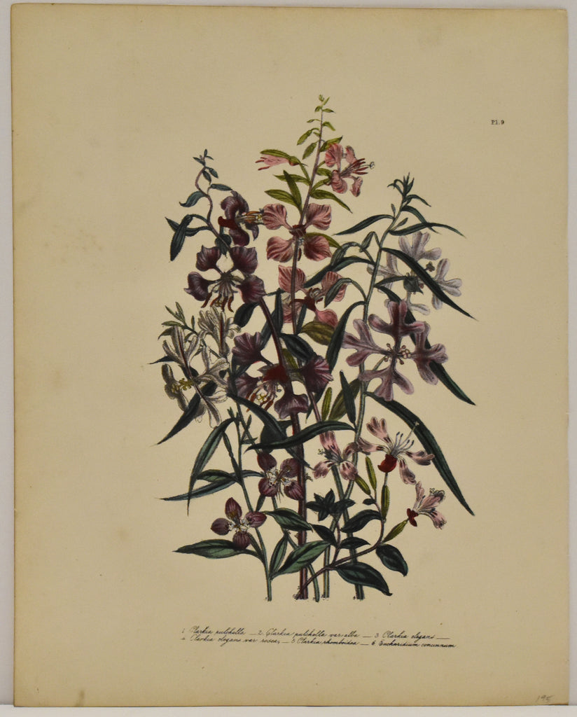 Clarkia Pulchella: Loudon c. 1839