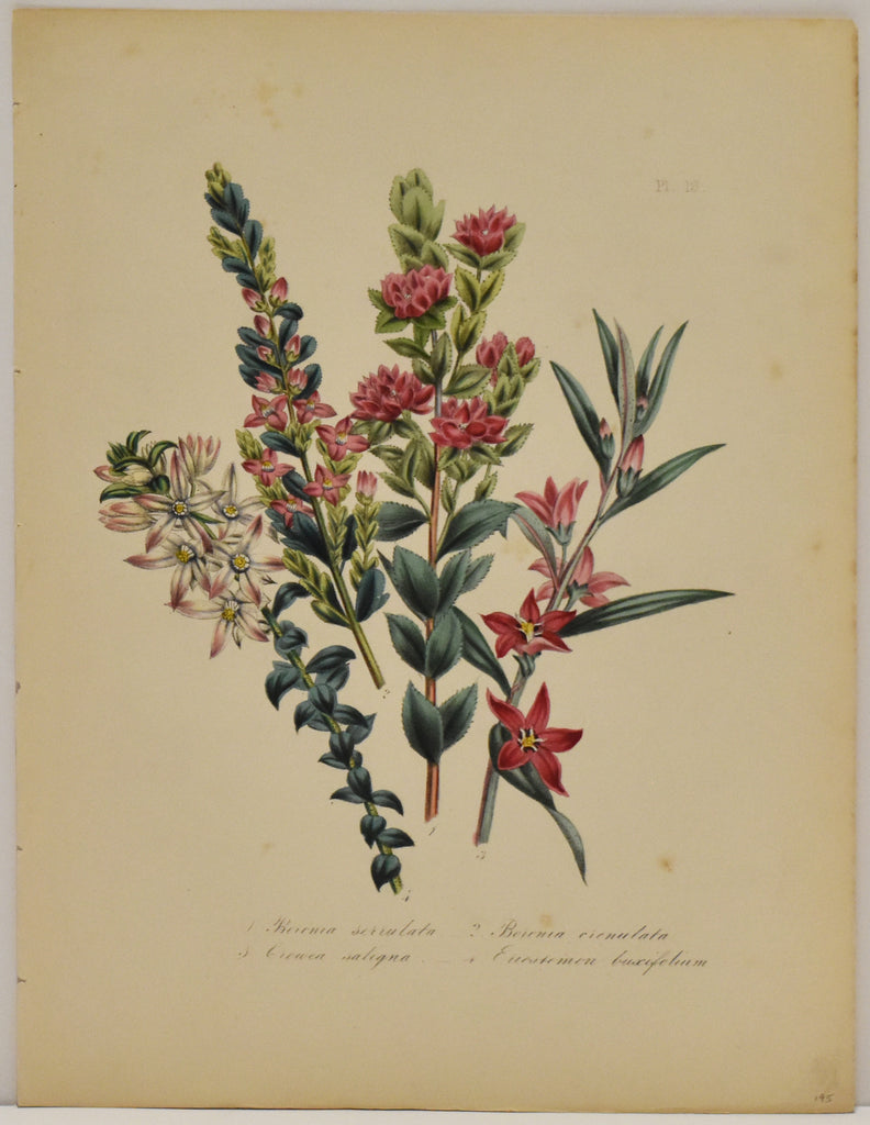 Old print of colorful pink flowers