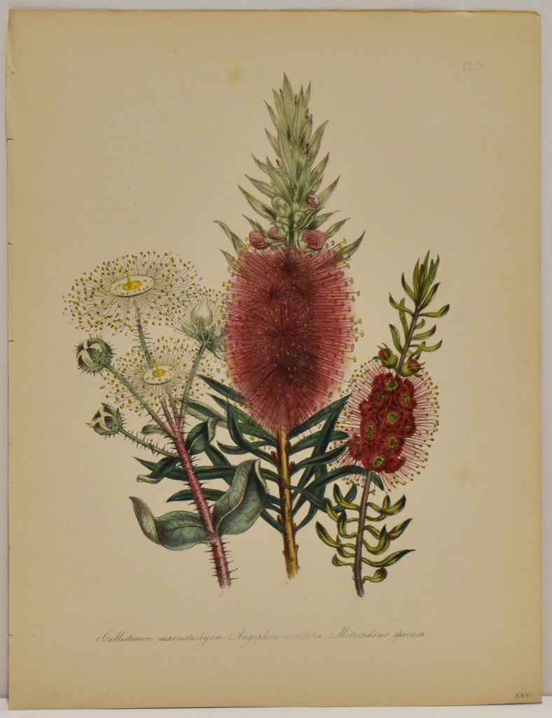 Callistemon Macrostachyum: Loudon c. 1839