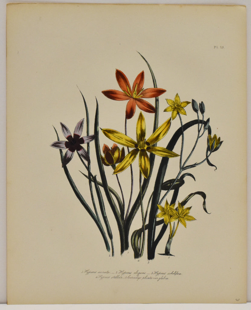 Hypoxis Serrata: Loudon c. 1839