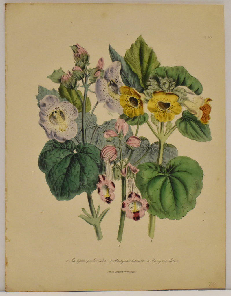 Martynia Proloscidea: Loudon c. 1839
