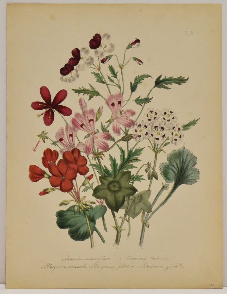 Geranium Anemonefolium: Loudon c. 1839