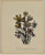 Geissorhiza Vaginata: Loudon c. 1839