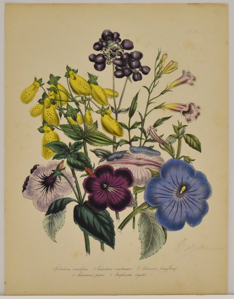 Calceolaua Crenatiflora: Loudon c. 1839