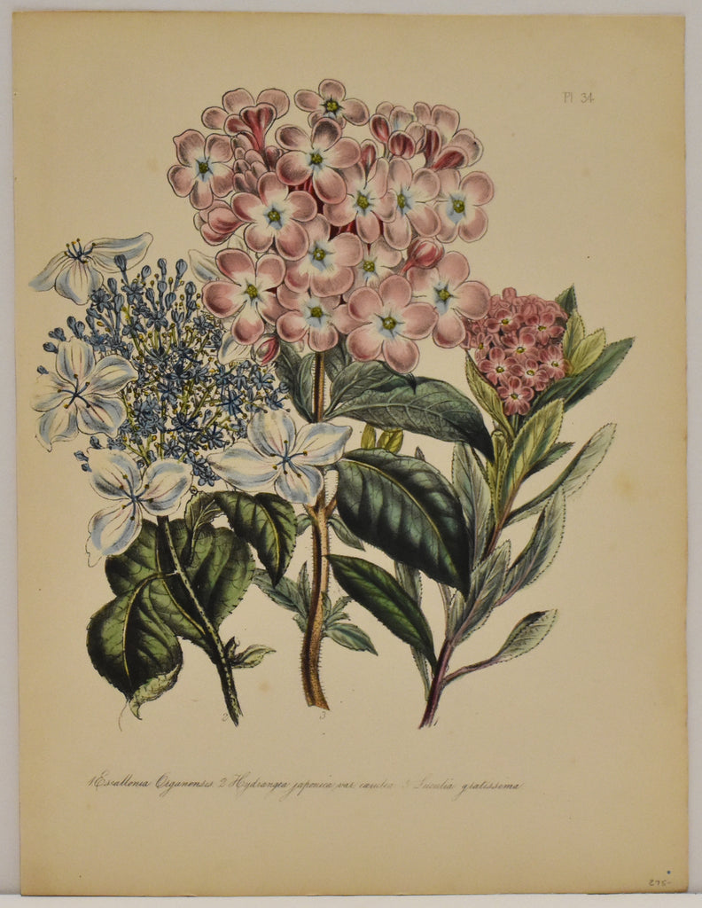 Esallonea Oirgranemses: Loudon c. 1839