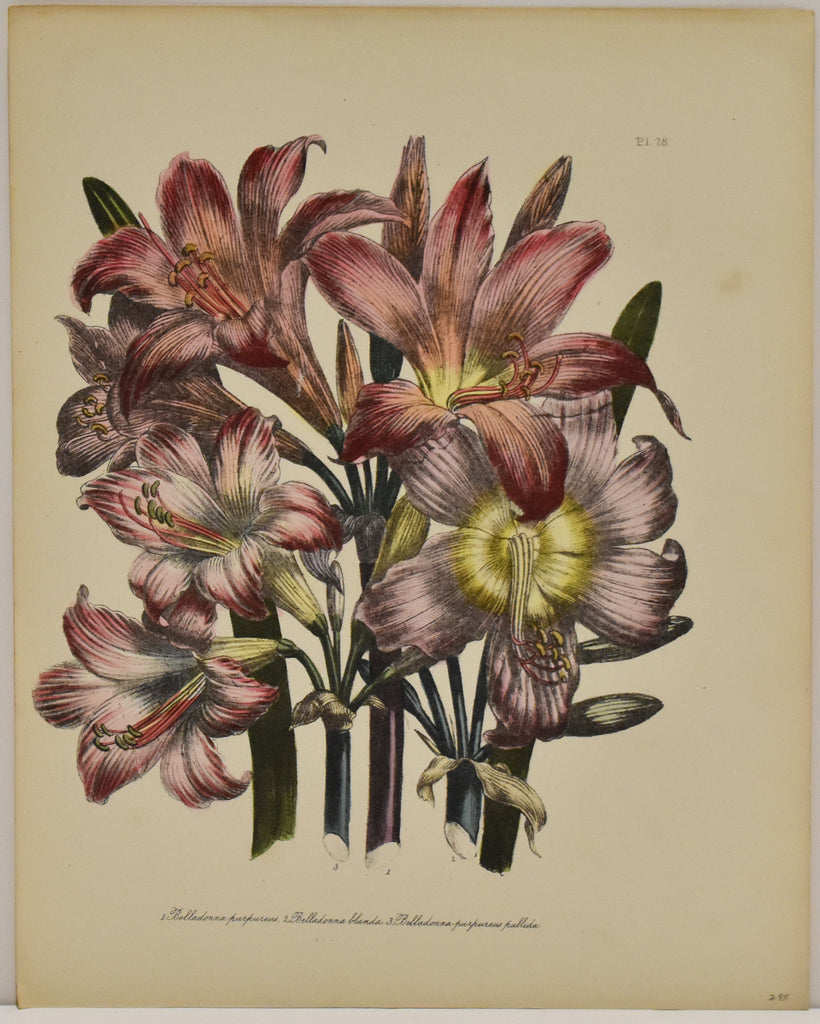 Old print of red flowers