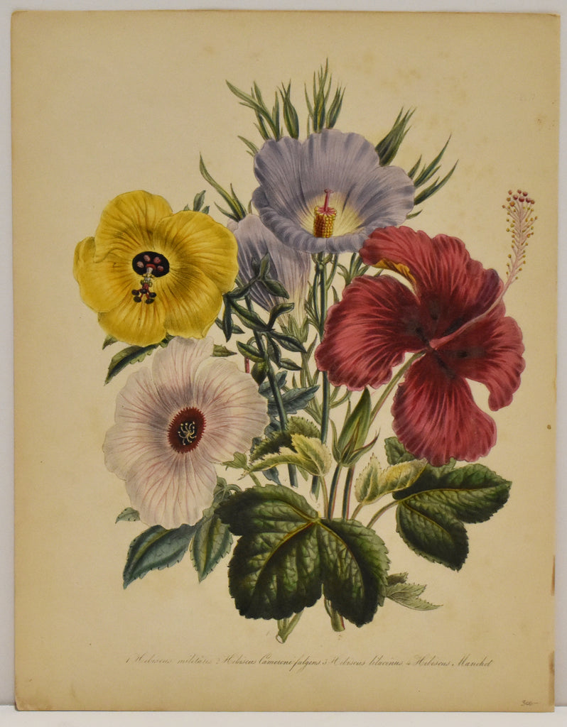 Hibiscus Melitares: Loudon c. 1839