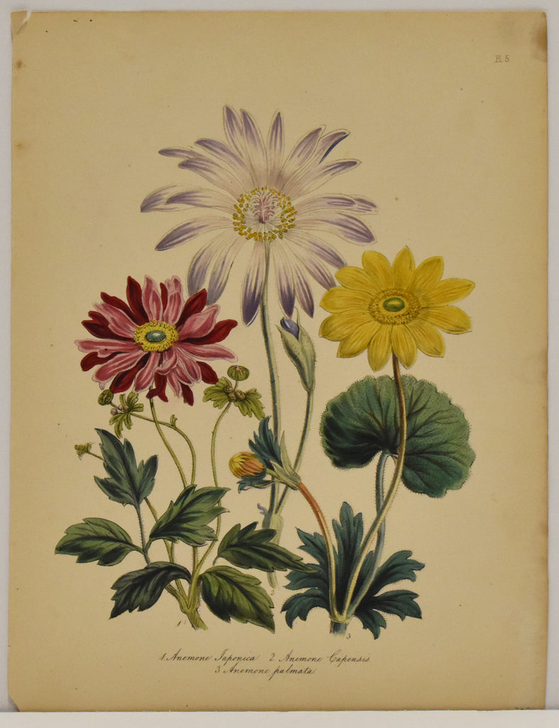Anemone Japonica: Loudon c. 1839
