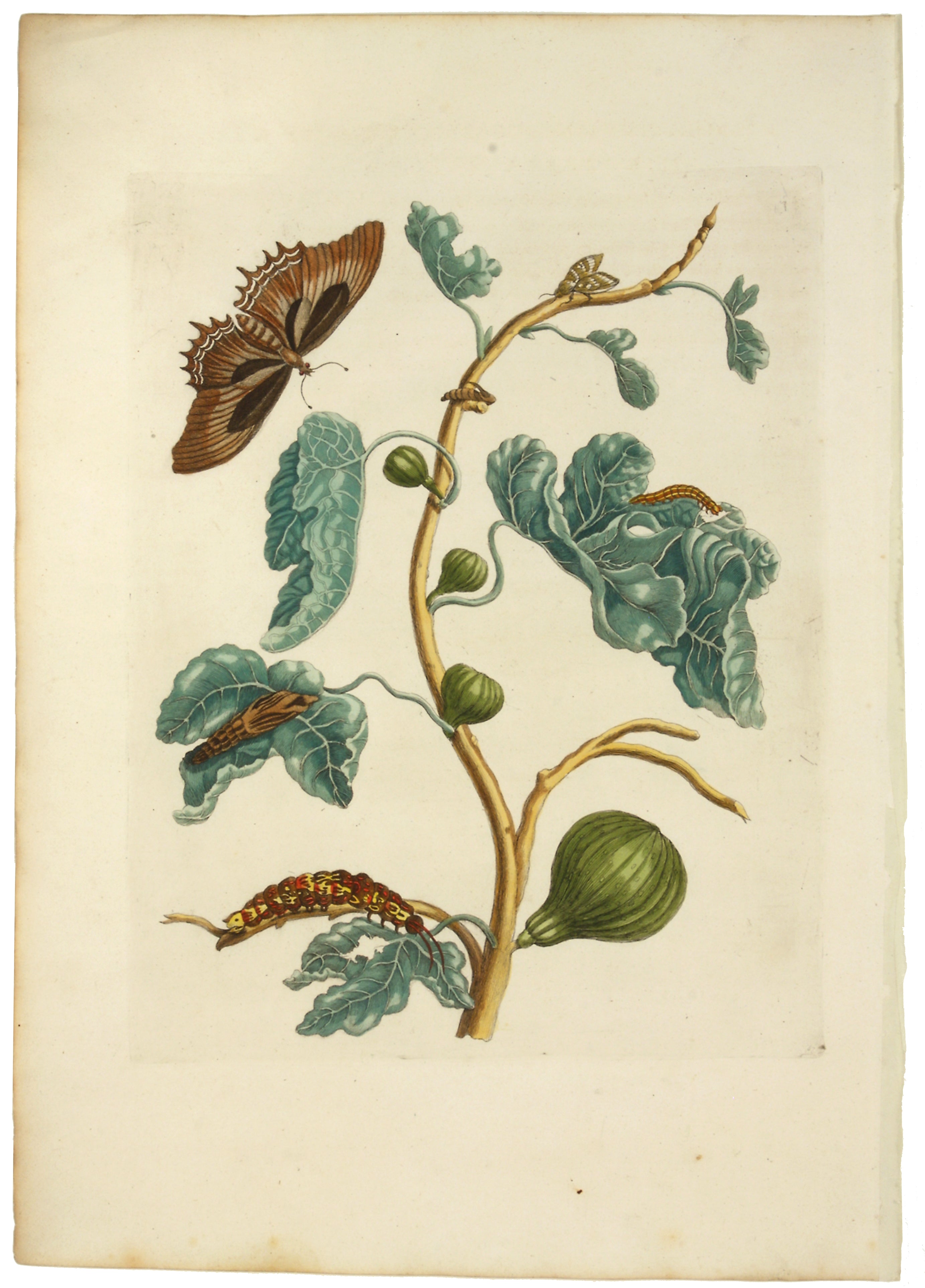 Land med statsborgerskab hæk skole Fig: Maria Sibylla Merian 1719 – The Antiquarium Antique Maps | Quality  Custom Picture Framing