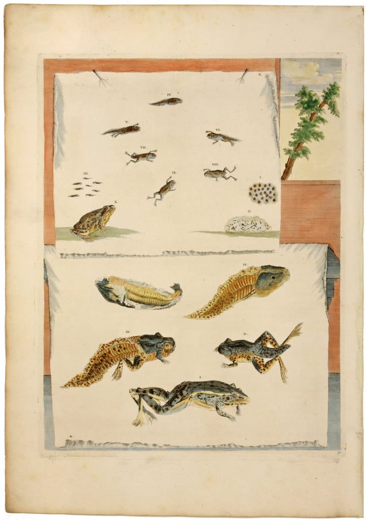 Metamorphosis of Frogs: Maria Sibylla Merian 1719