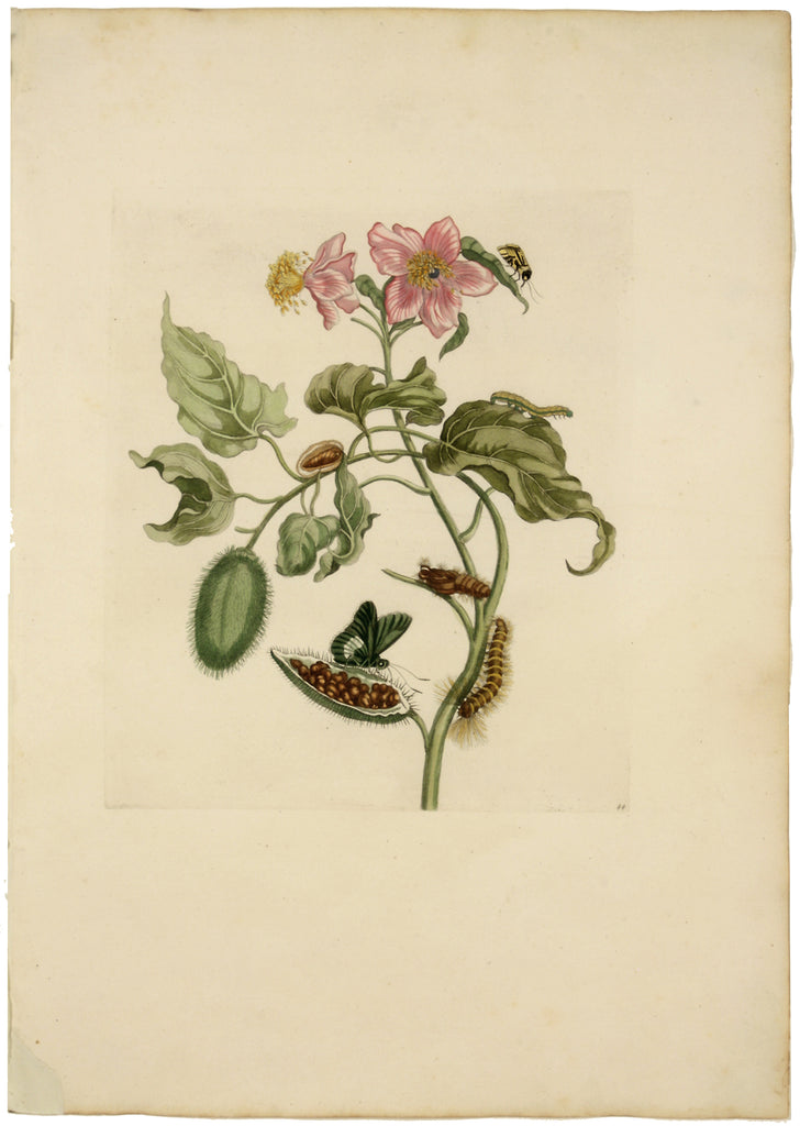 Pink-Flowered Rocu: Maria Sibylla Merian 1719