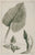 Arum balearicum: Buchoz c. 1776