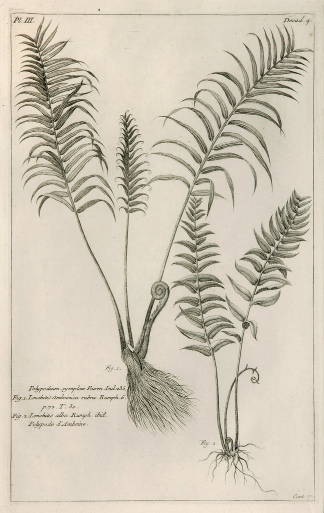 Old print of ferns