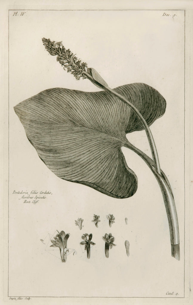 Old print of pickerelweed