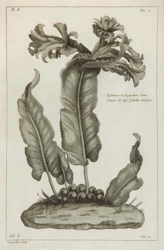 Old print of a hart's tongue fern