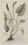 Arum arisarum: Buchoz c. 1776