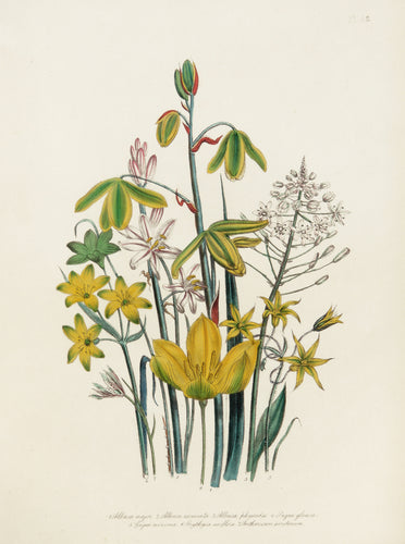 Old botanical print