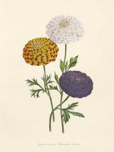 Old botanical print