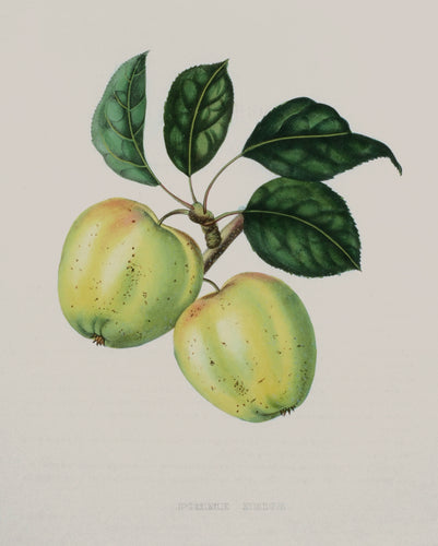 Old print of a snow apple