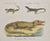 Lacerta Basiliscus, Lacerta Monitor, Crocodilus Acutus: Brodtmann 1814