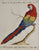 Scarlet Macaw: Saverio Manetti 1770