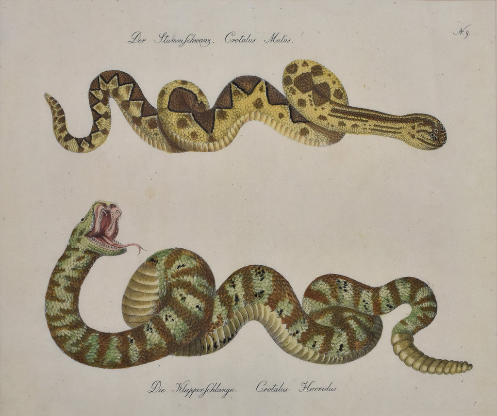 Crotalus Mutus, Crotalus Horridus: Brodtmann 1814