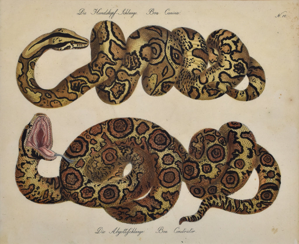 Boa Canina, Boa Constrictor: Brodtmann 1814