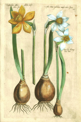 Old print of narcissus