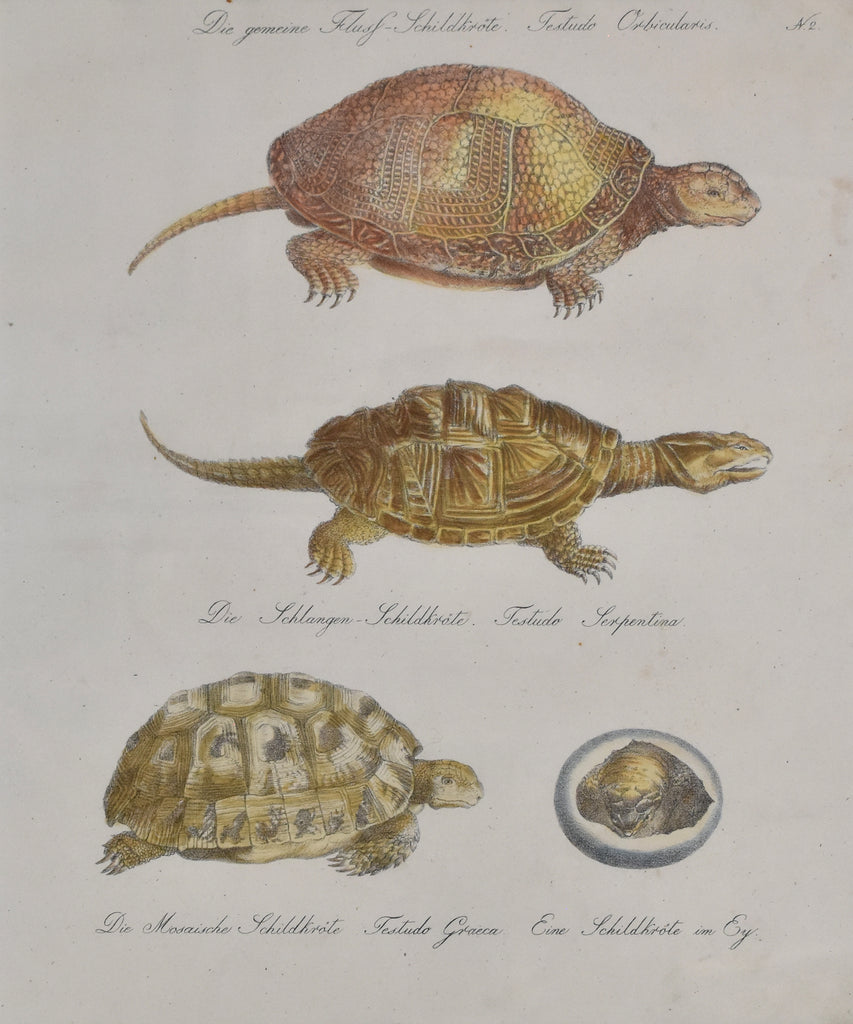 Testudo Orbicularis, Testudo Serpentina, Testudo Graeca: Brodtmann 1814