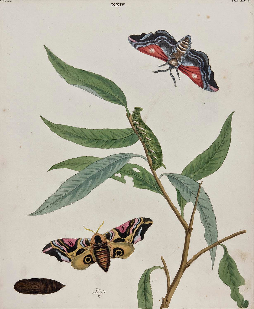 Butterflies and Moths, XXIV: Benjamin Wilkes 1824
