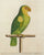 The Green & Yellow Parrot from Barbadoes: Albin 1736