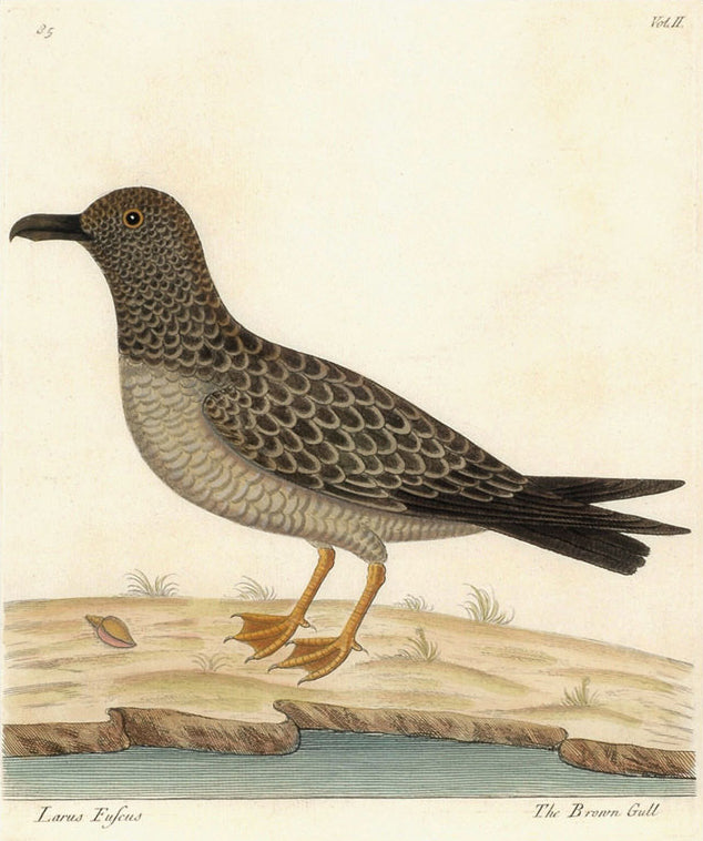 The Brown Gull: Albin 1736