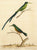 The Long Tail Humming Bird and The Mango Bird: Albin 1736