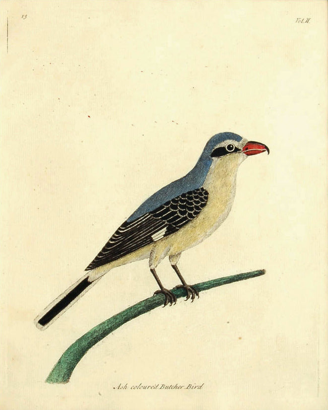 Southern Grey Shrike: Albin 1735