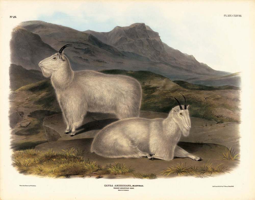 Rocky Mountain Goat, Plate CXXVIII John James Audubon