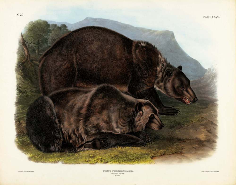 Grizzly Bear, Plate CXXXI John James Audubon