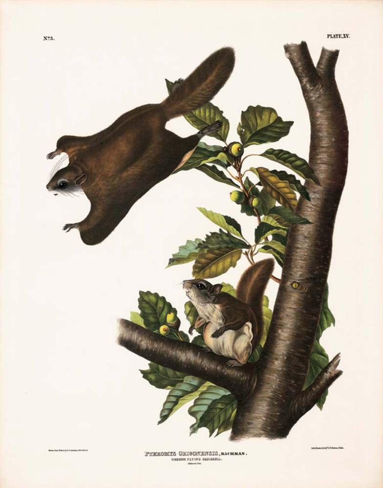 Oregon Flying Squirrel, Plate XV John James Audubon