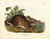 Swamp Hare, Plate XXXVII John James Audubon