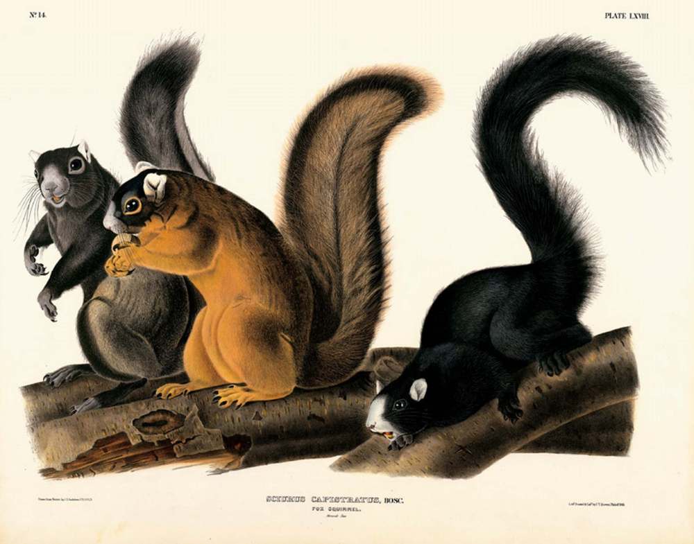 Fox Squirrel, Plate LXVIII John James Audubon