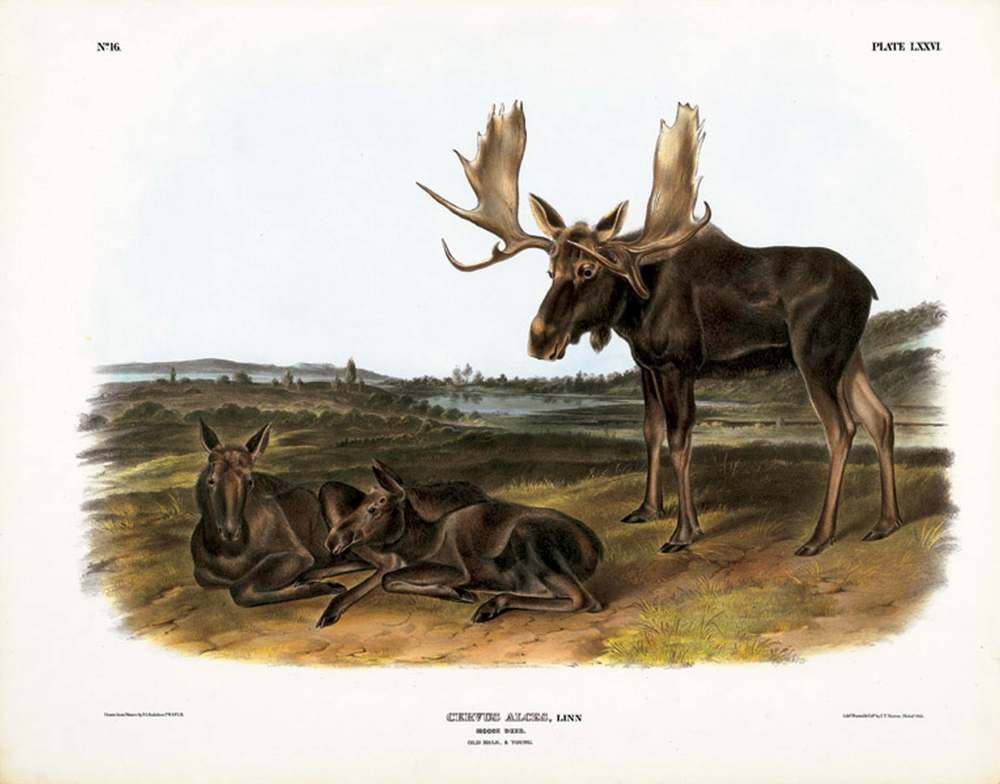 Moose Deer, Plate LXXVI John James Audubon