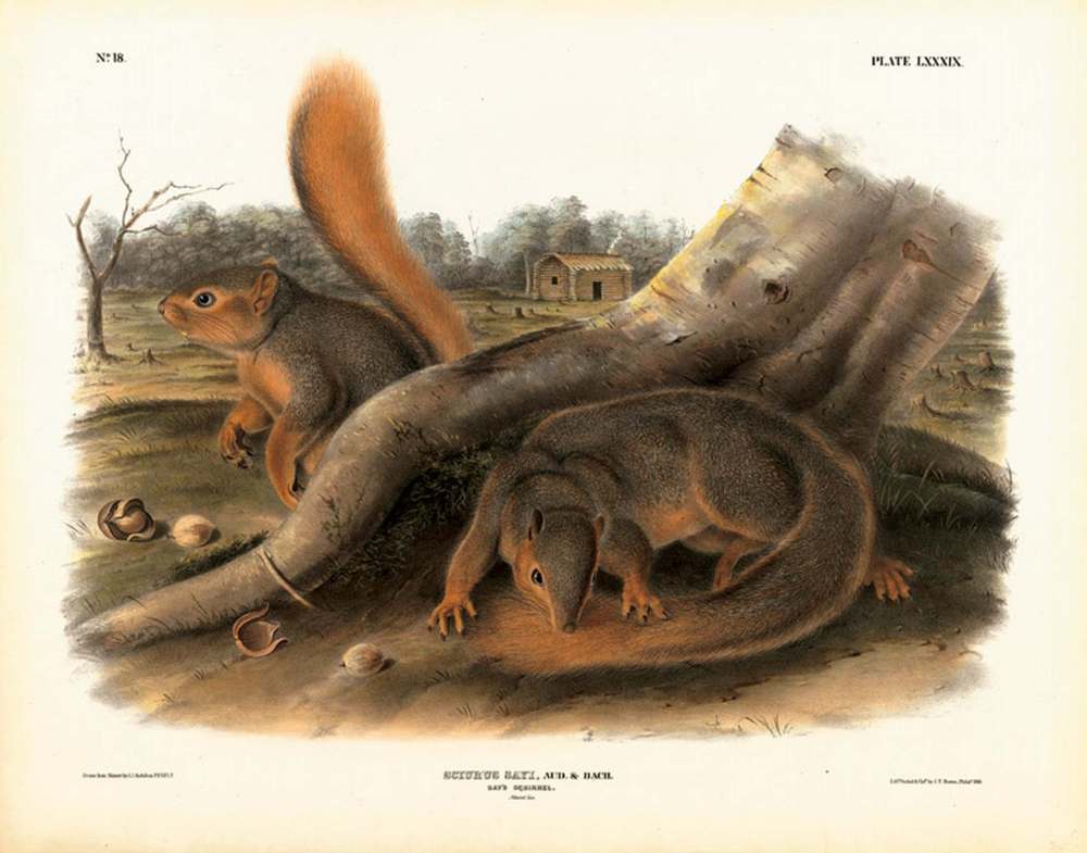 Say's Squirrel, Plate LXXXIX John James Audubon