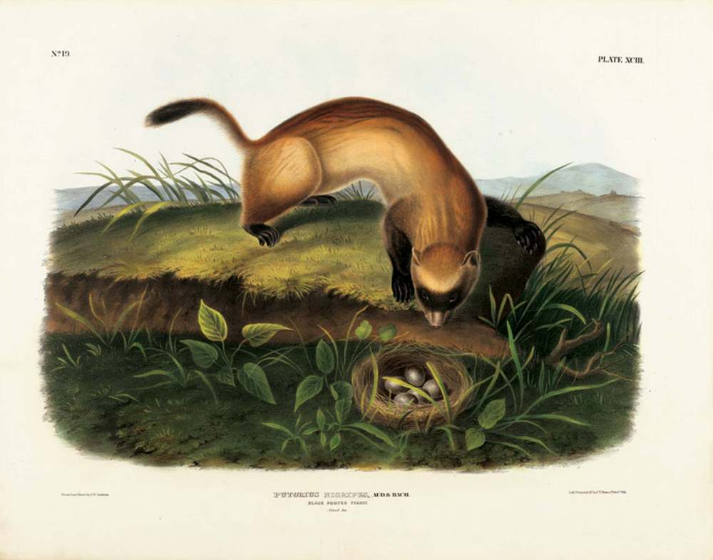 Black-Footed Ferret, Plate XCIII John James Audubon
