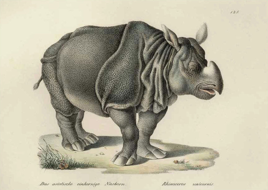 Rhinoceros unicornis: Brodtmann 1824