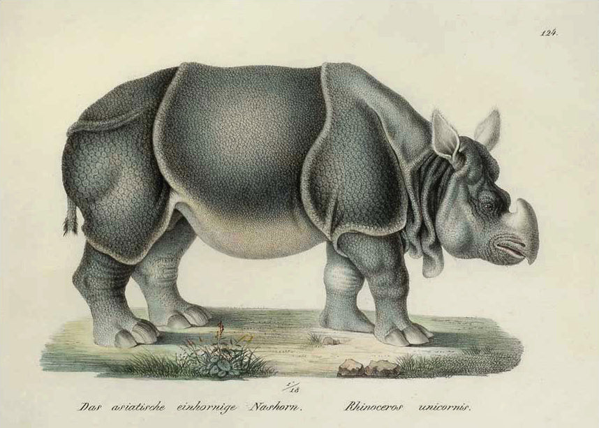 Rhinoceros unicornis: Brodtmann 1824