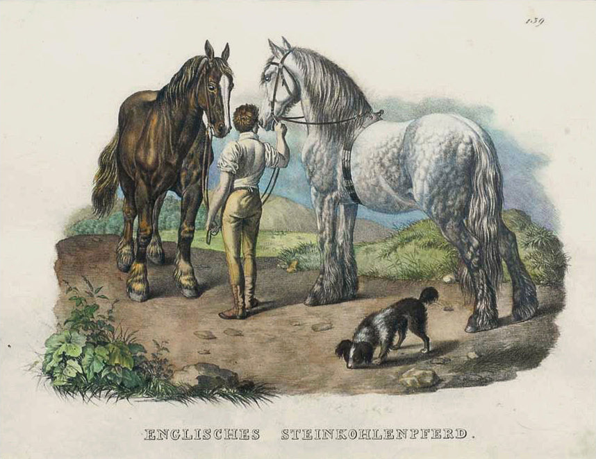 Englisches Steinkohlenpferd: Karl Brodtmann 1824