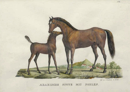 Old print of an Arabian mare and foal