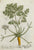 Petroselinum Macedonicum: Elizabeth Blackwell 1749